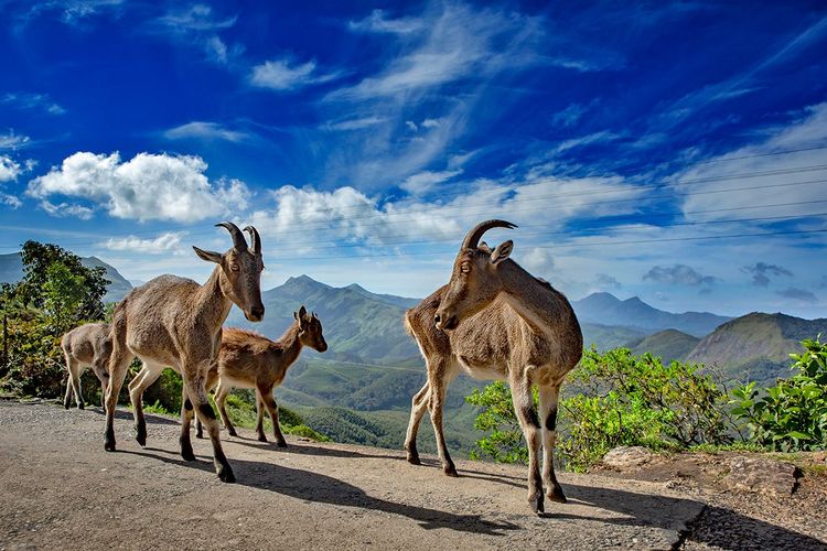 Les bouquetins des Nilgiris, dans le parc national d'Eravikulam