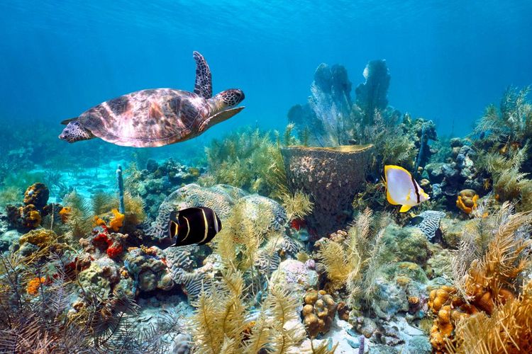 La tortue du Carbet, en Martinique