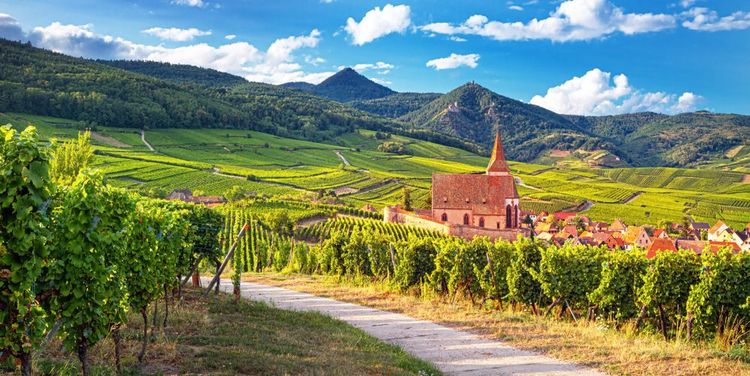 On the Alsace wine route