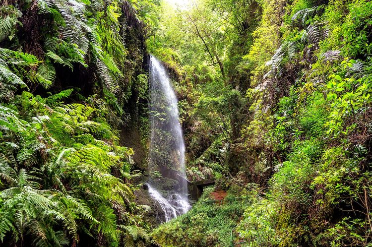 Cascada en Los Tilos, La Palma
