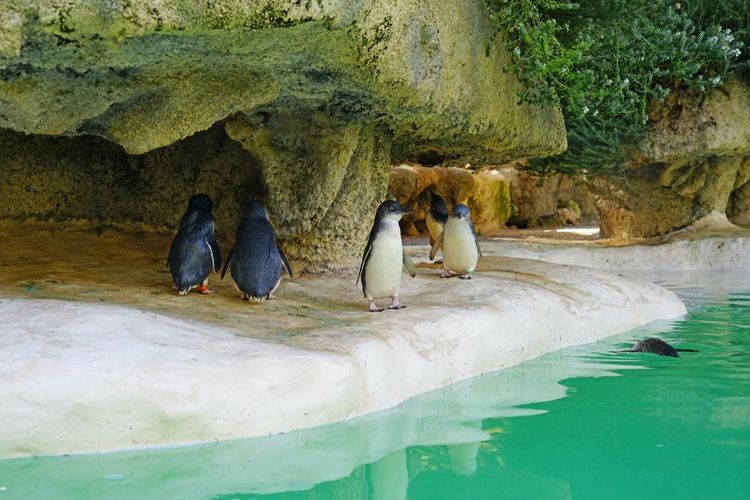 Les manchots nains du zoo dans leur bassin