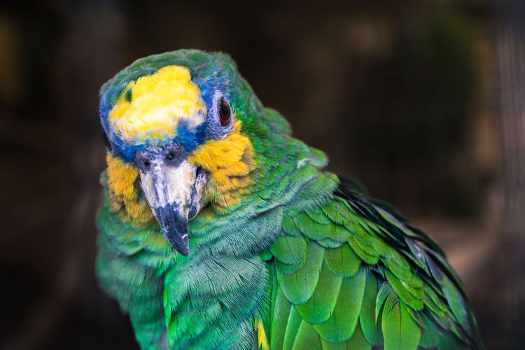 Zoológico El Bosque: el oasis de biodiversidad de Oviedo 