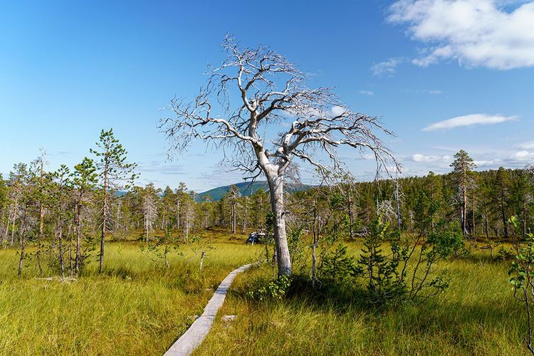 Le Parc National d'Anderdalen