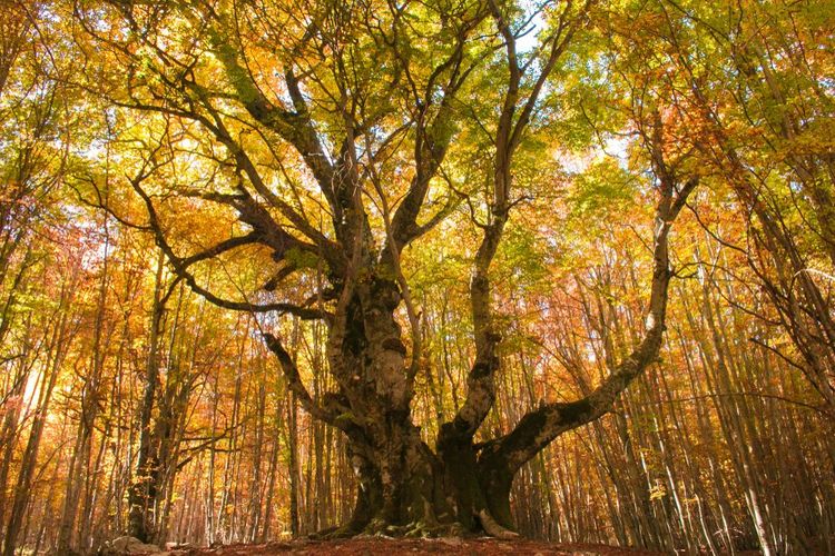 Forêt de hêtres des Abruzzes à Pontone