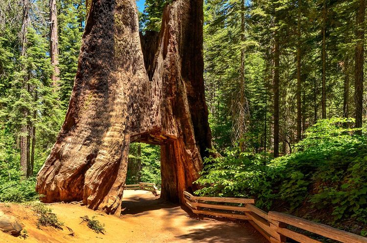 Le Dead Giant Tunnel Tree de Tuolumne Grove