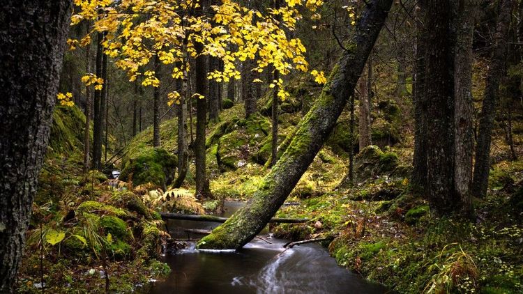 Sous-bois dans la forêt de Østmarka traversé par un ru