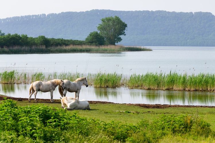 Le lac Vico