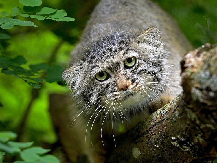 Le chat sauvage reste à distance