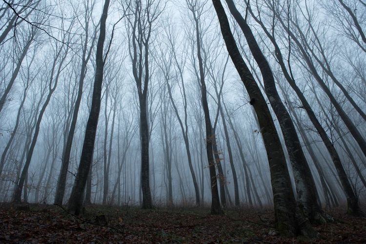 La forêt de Hoia-Baciu