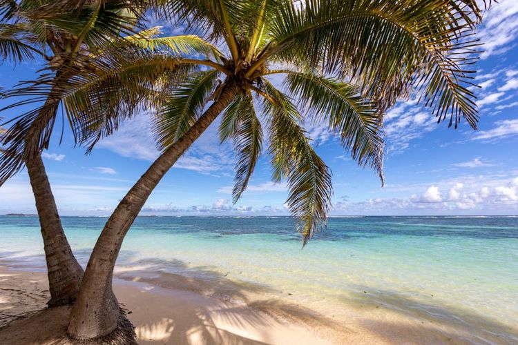 La plage de Sainte-Anne en Martinique