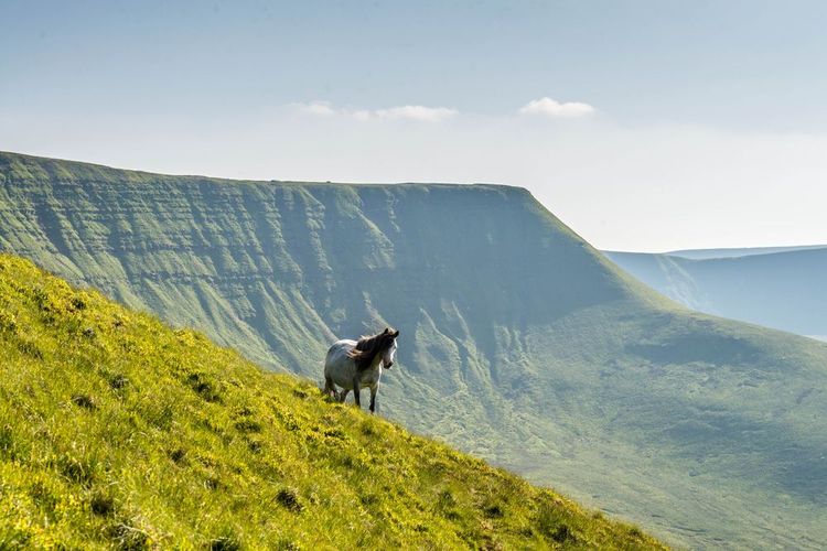 Bannau Brycheiniog National Park: The Myth-Soaked Moors that Birthed Wales