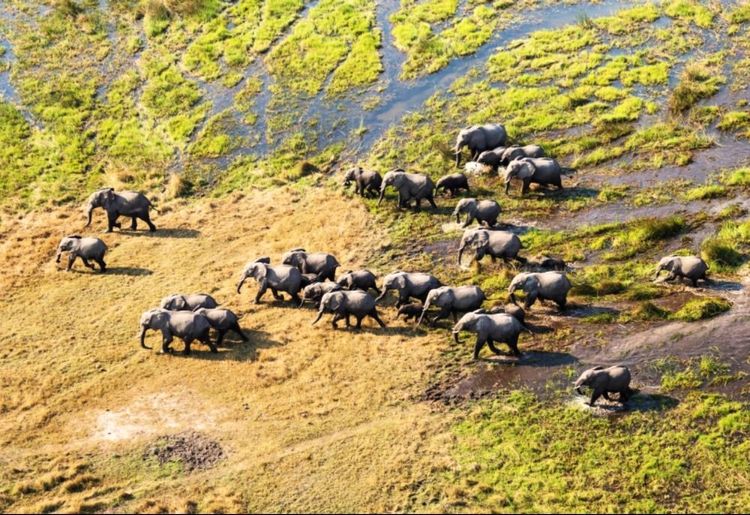 Les éléphants de la réserve Kaza se déplacent en famille