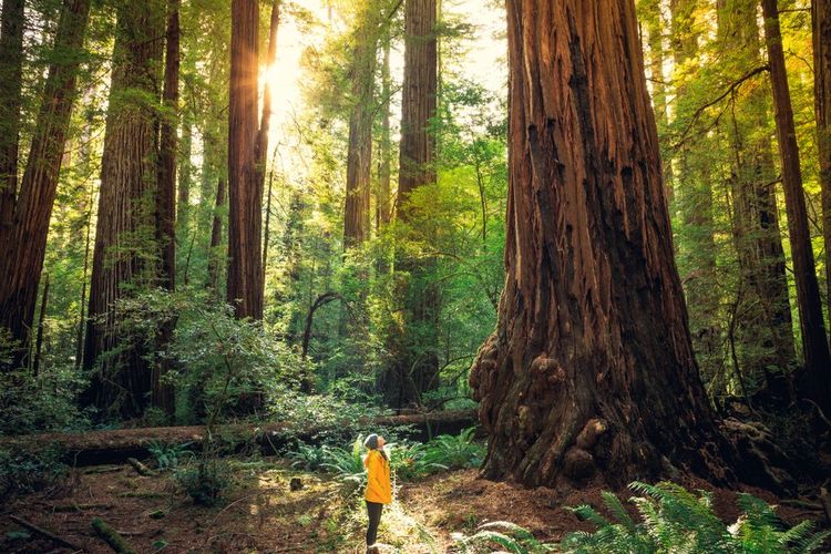Parc national de Redwood