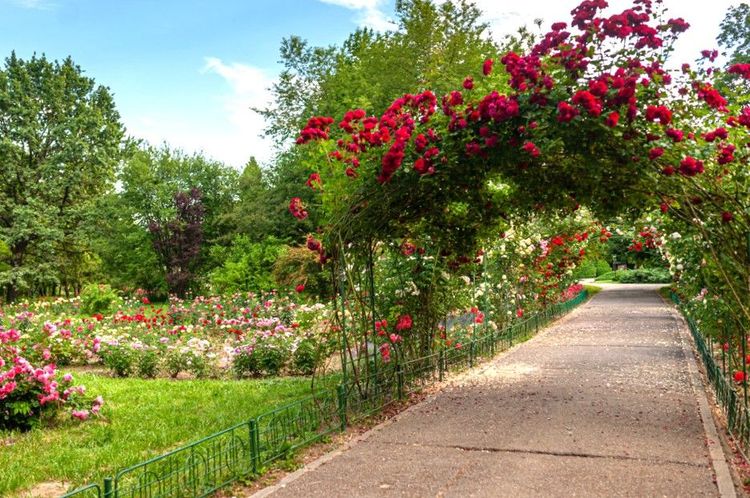 Le Jardin botanique de Bucarest se trouve dans Cotroceni