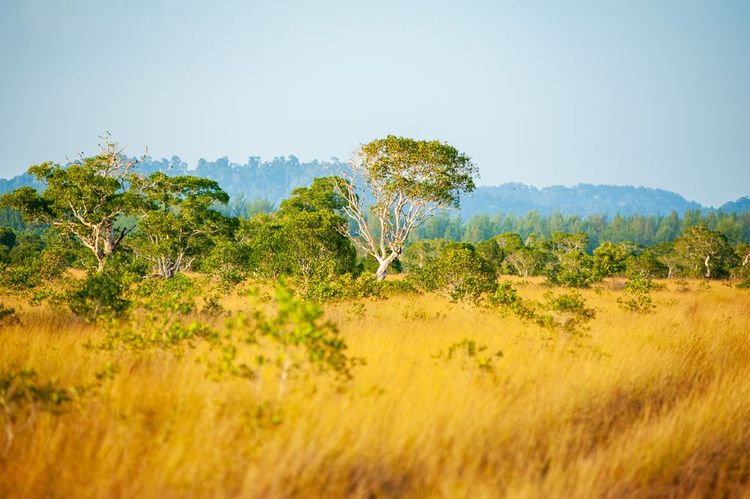 Savane prairiale Île de Phra Thong, Thaïlande