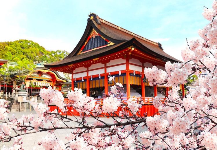 Le parfum des cerisiers en fleurs dans le sanctuaire de Fushimi Inari Taisha