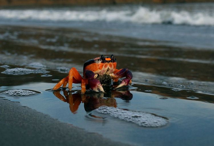 Le crabe Halloween