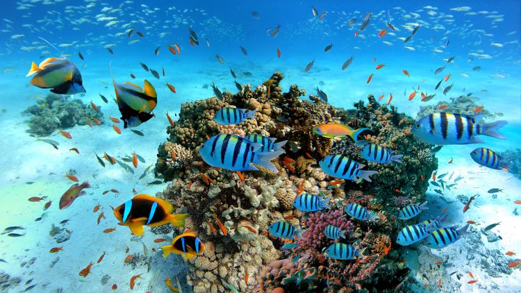 Swim with sharks and visit Hurghada's seabed