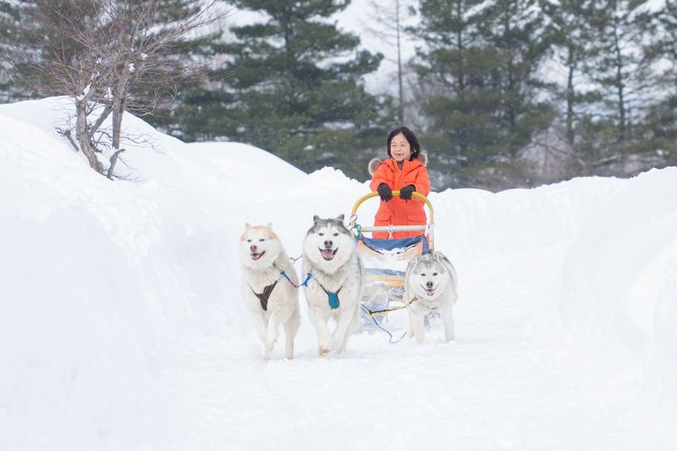 Balade en traineau à Sapporo