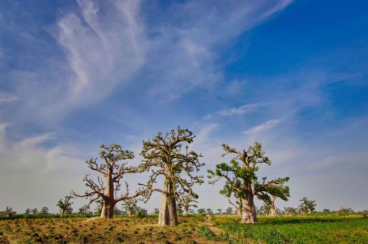 Baobabs, Sénégal
