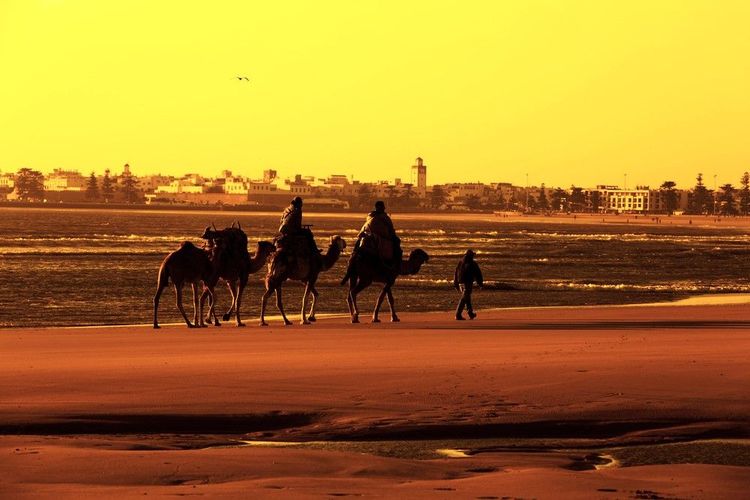 Promenade en chameaux sur la plage comme au temps des caravanes