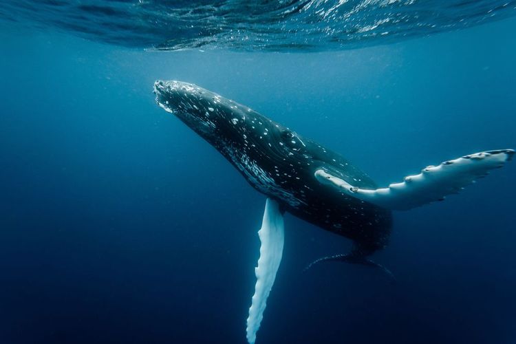 Baleine à bosse