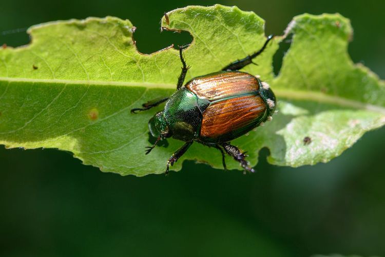 Un scarabée japonais faisant des ravages sur une feuille