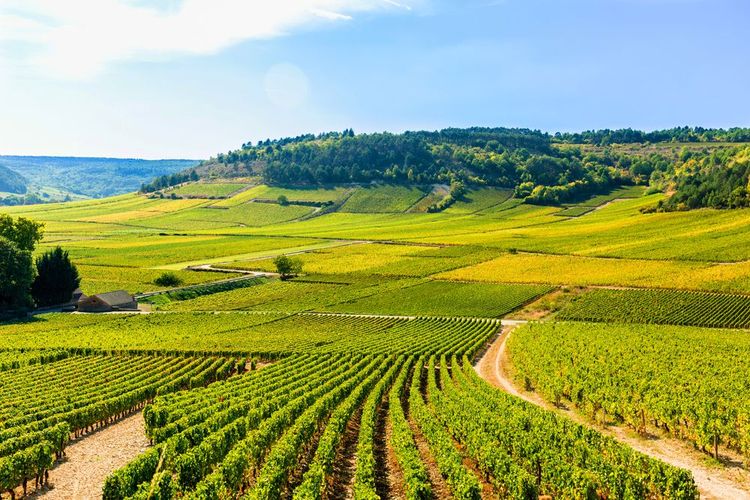 Route des vins de Bourgogne
