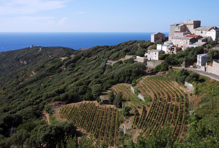 I vigneti di Cap Corse