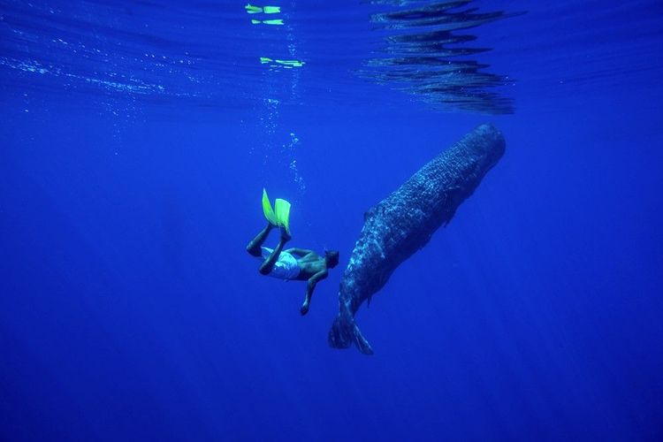 On peut rencontrer des baleines pendant une simple plongée sans bouteilles