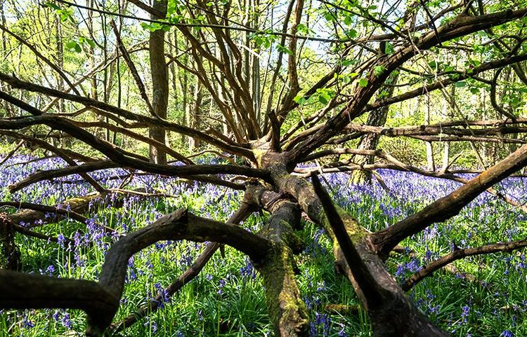 Le Whippendell Wood et ses jonquilles bleues