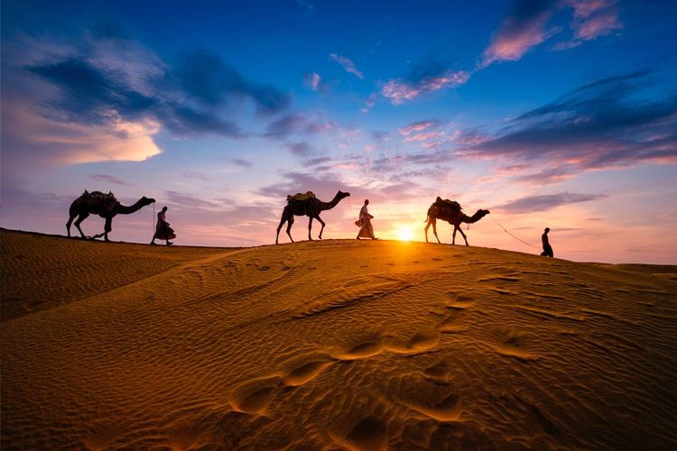 Caméléers indiens (chauffeur de chameaux) bedouin aux silhouettes de chameaux dans les dunes de sable du désert de Thar au coucher du soleil