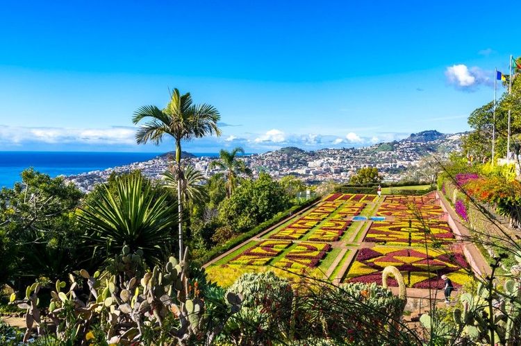 L'écrin de verdure suspendu : les jardins botaniques de Funchal