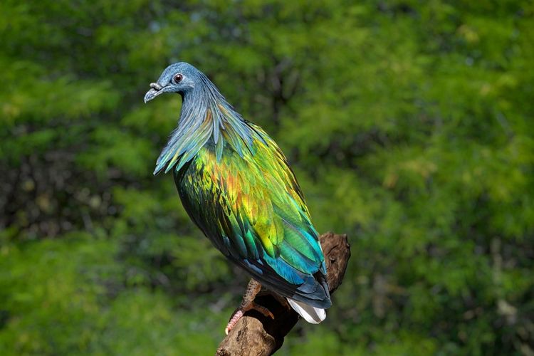 Pigeon nicobar