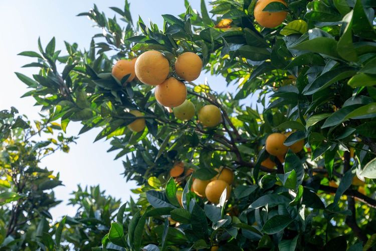 Les vergers du Lemon Palais Carnolès à Menton
