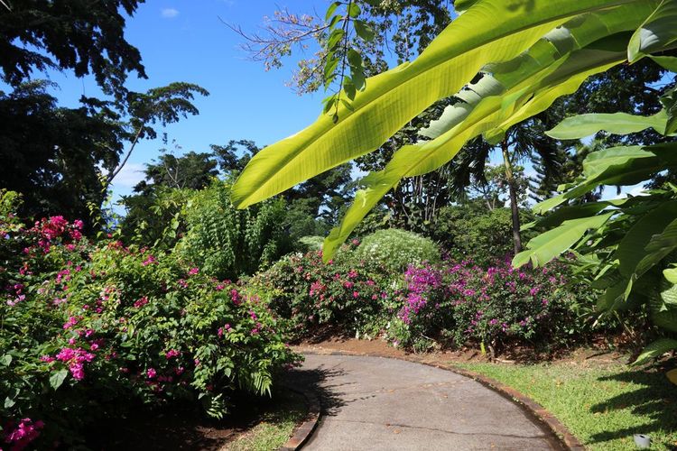 Le jardin botanique de Deshaies