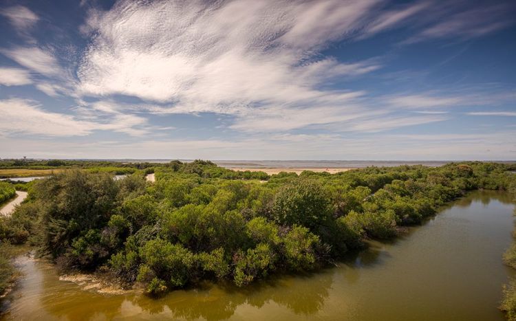 A walk in the Le Teich ornithological reserve