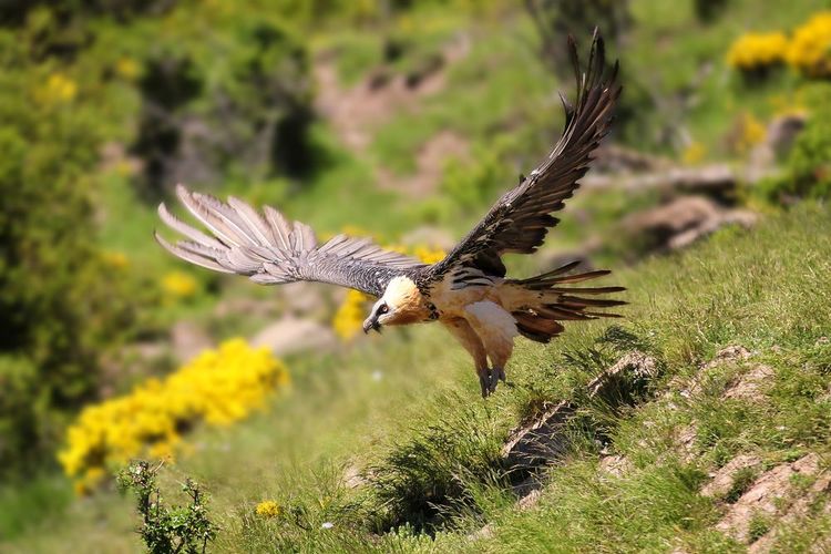Ca fabuleux rapace, le gypaète barbu, va être bientôt réintroduit en France.