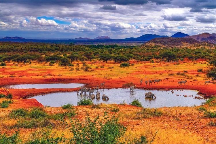 Marvel at the immensity of Tsavo Park