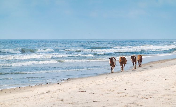 L'île d'Assateague - États-Unis