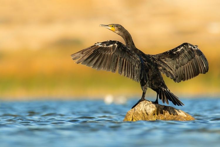 Les Cormorans sont chez eux dans le parc de l'archipel de Kornati