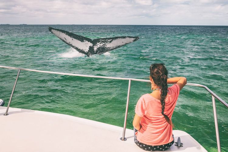 L'observation des baleines