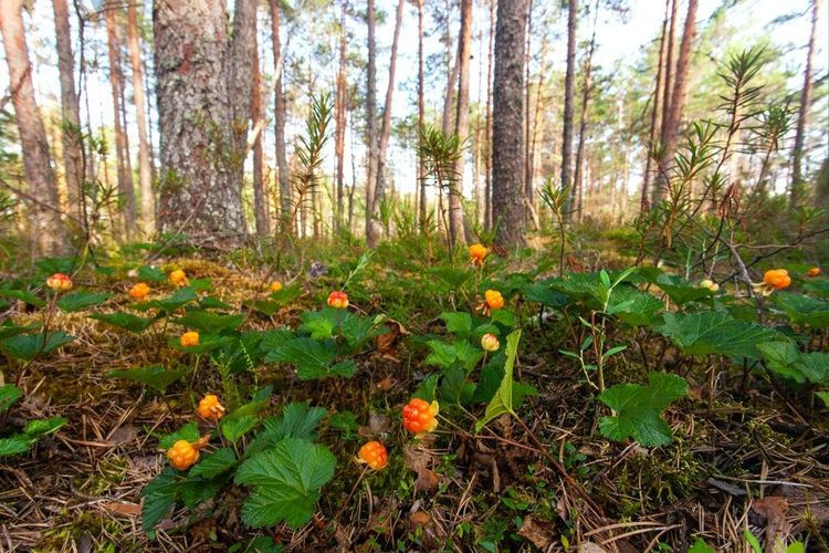 Plaquebière sauvages dans un sous-bois