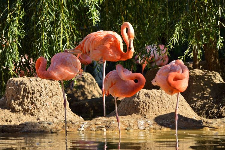  Zoo de la Palmyre