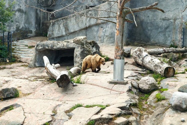 La fosse aux ours