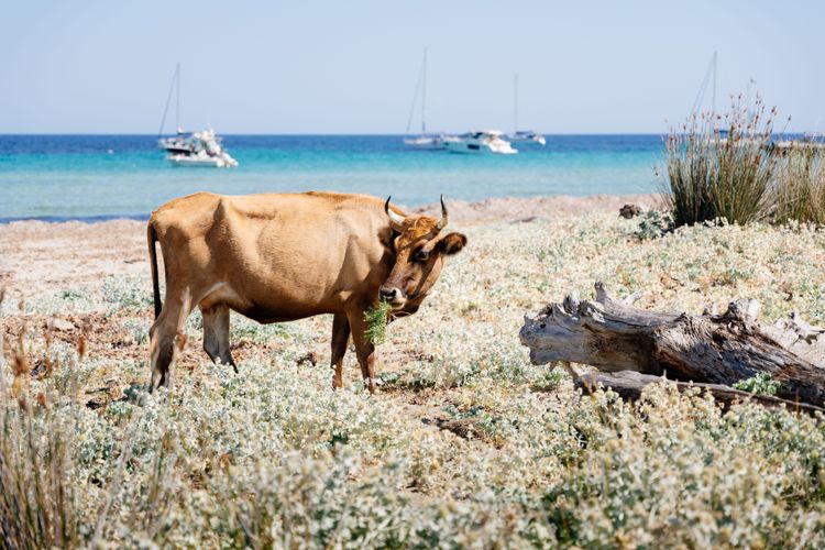 Punto d'incontro sulla spiaggia di Barcaggio, sentiero dei Douaniers