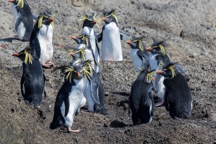 Pingouins du Nord de Rockhopper