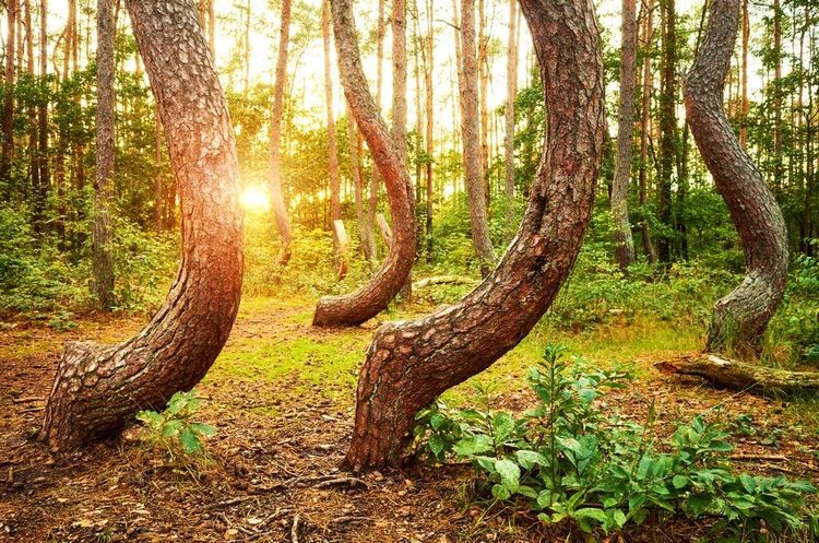 Krzywy Las, nue forêt à nulle autre pareille