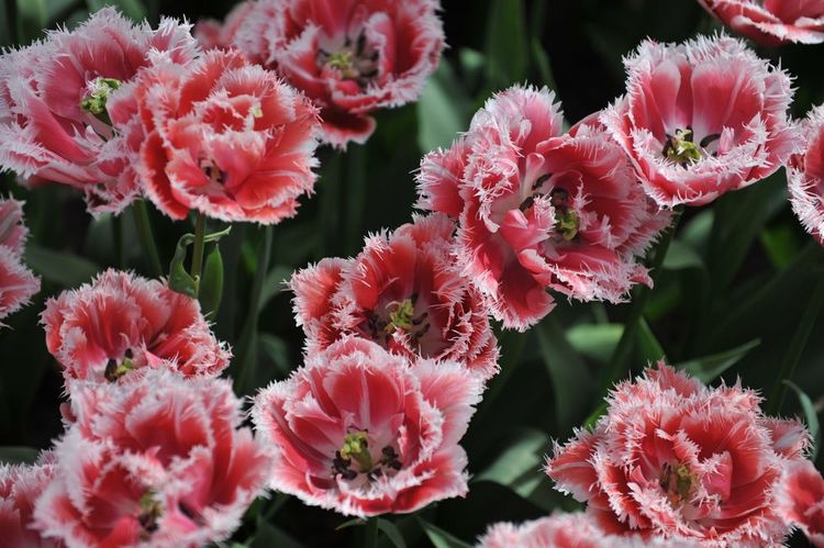  El jardín del Conservatorio Botánico Nacional de Brest