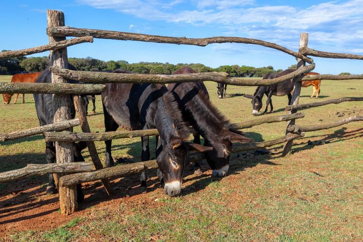 Ca et là, des fermes élèvent un bétail débonaire